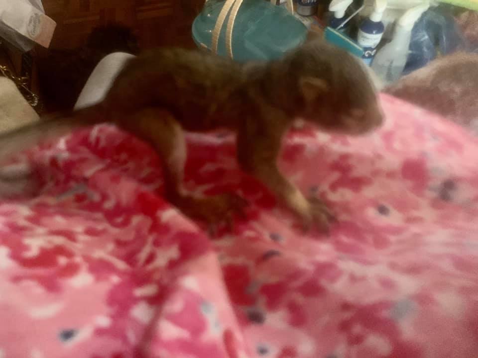 Ark Angels Wildlife Rescue, Inc | Tavernier FL
