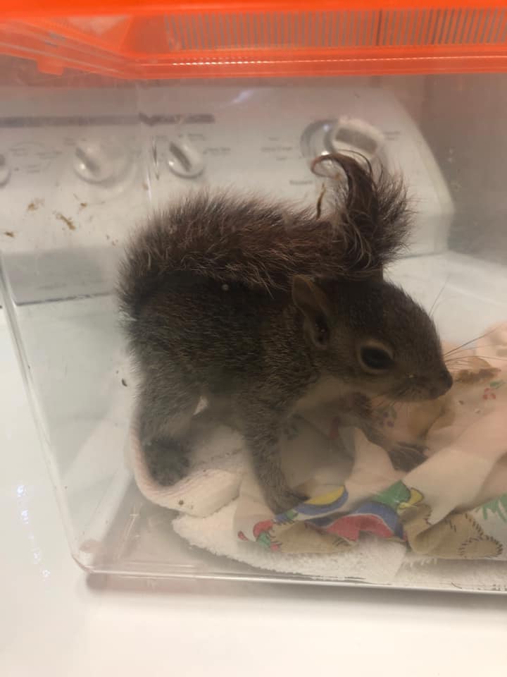 Ark Angels Wildlife Rescue, Inc | Tavernier FL