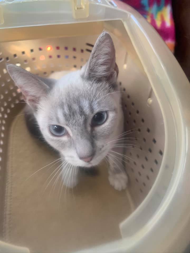 Ark Angels Wildlife Rescue, Inc | Tavernier FL