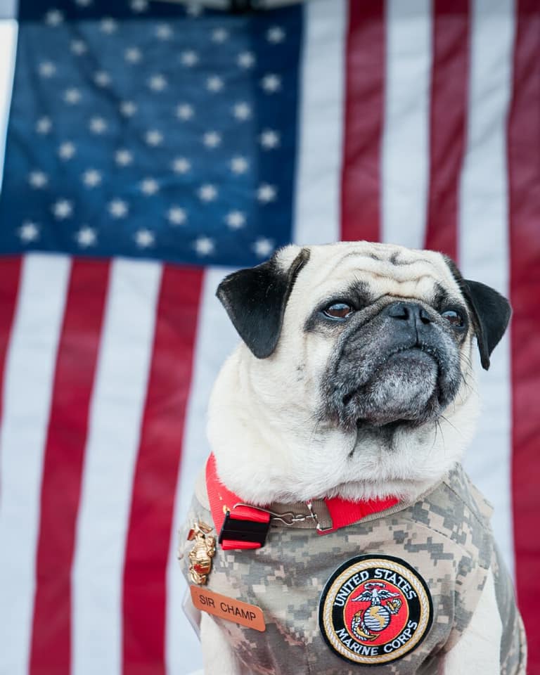 RIP Sir Champ, thank you for... - Irvine Police Department | Facebook