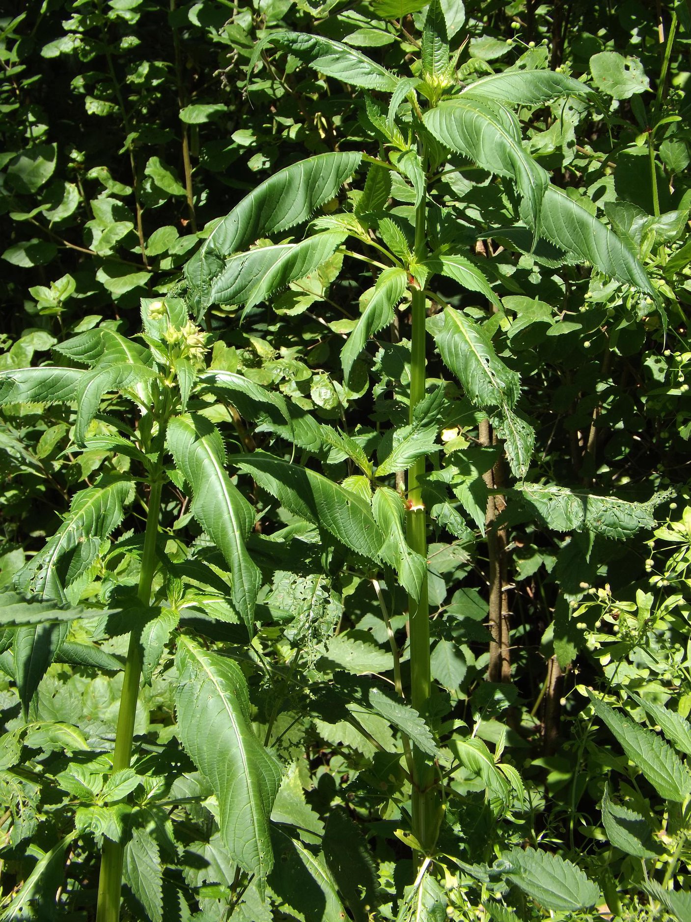 #HimalayanBalsam is also known as Indian Balsam and Policeman’s Helmet ...
