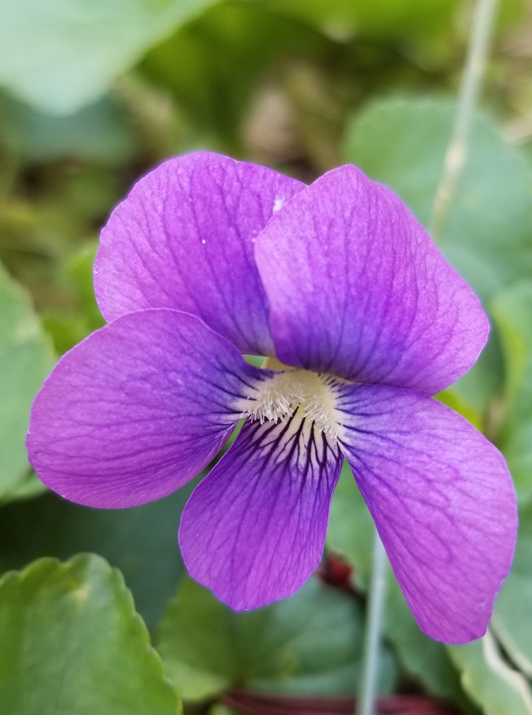 VIOLA sororia 'Freckles', violette des bois tachetée - Le Jardin d'eau