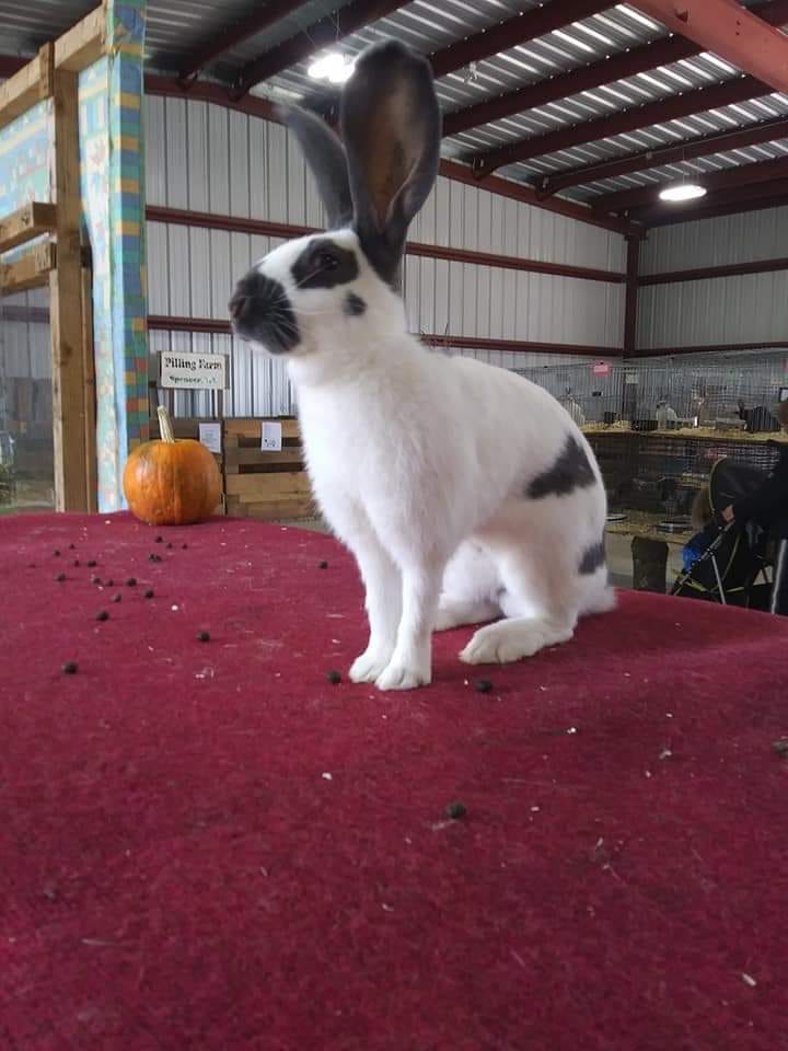 Checkered Giant rabbits are a... - The Livestock Conservancy