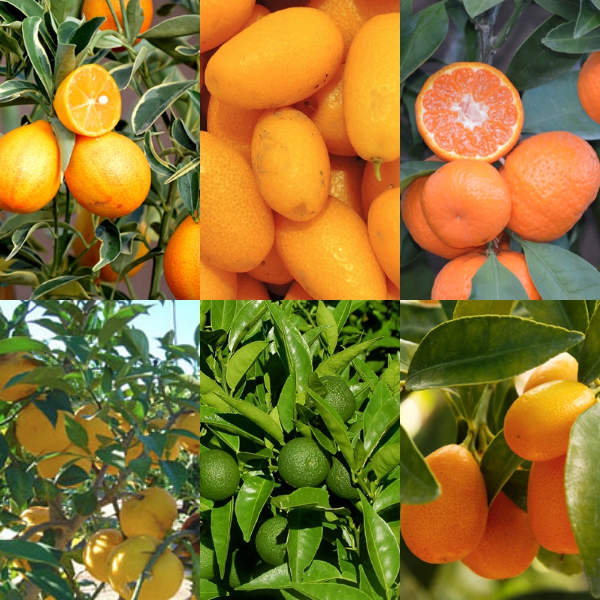The Great #Citrus Pre-Order featuring... - Phoenix Perennials