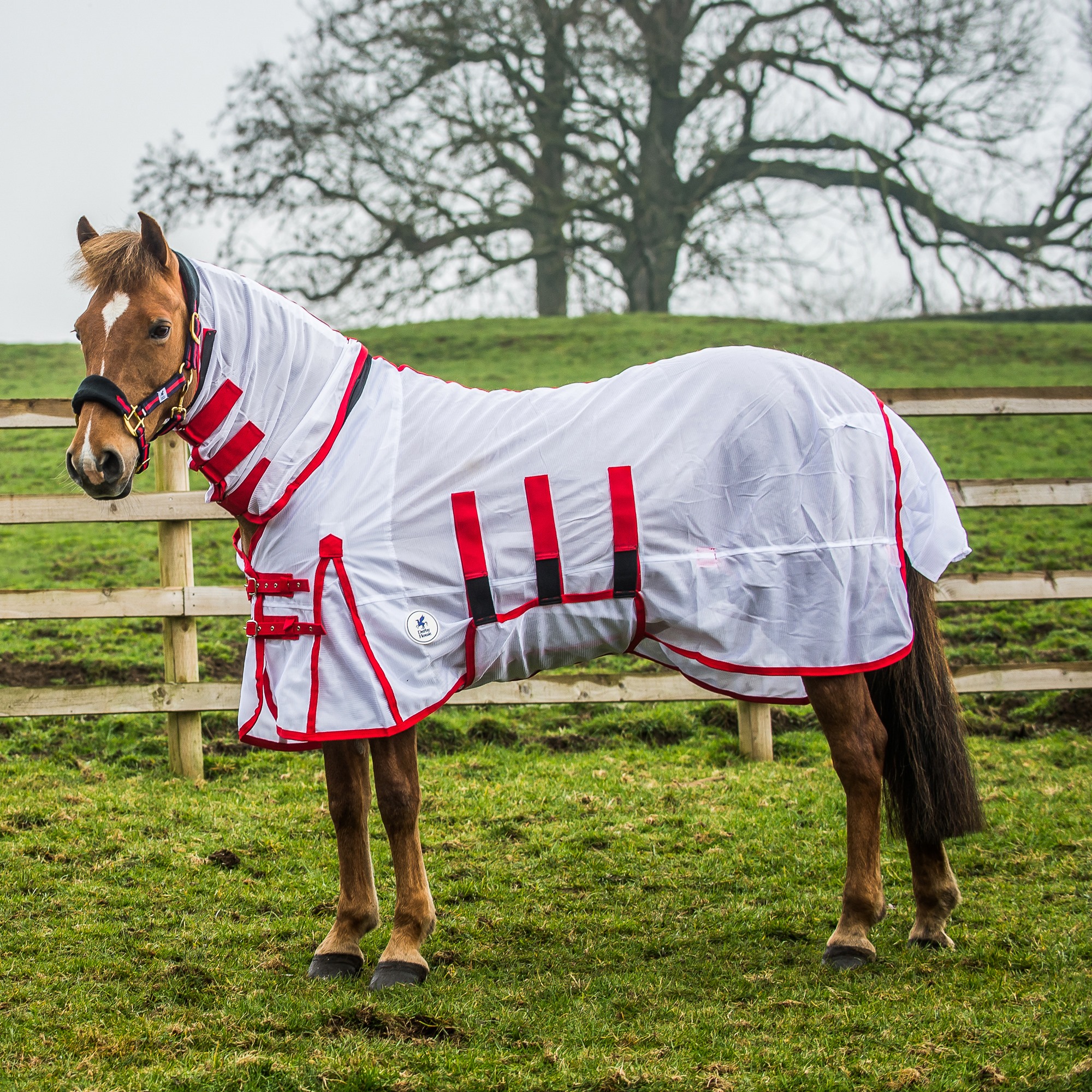 Derby - Have you seen the Derby House CLASSIC Fly Rug? ? At Derby 