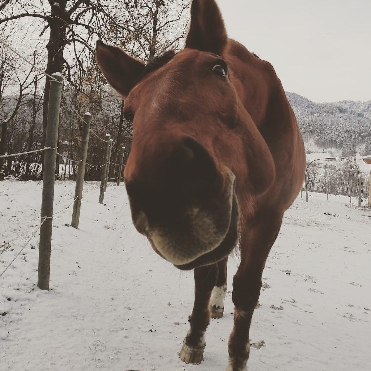 Parelli Saddles Sports & Recreation Ennis, Montana 56 Reviews