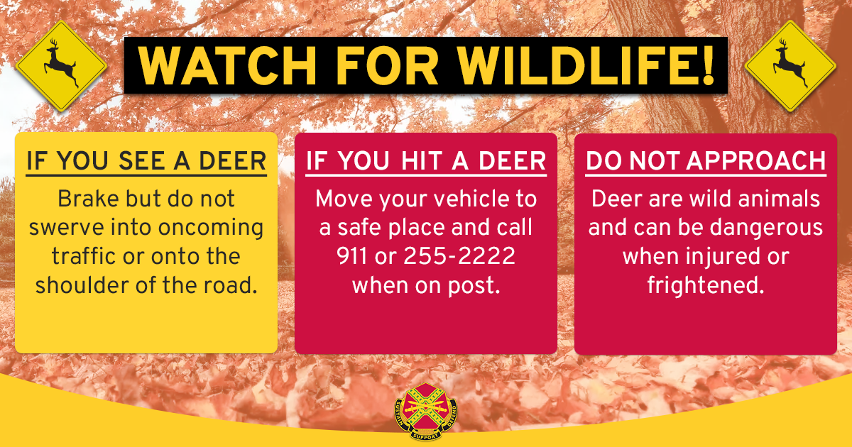 US Army Fort Rucker & AVCOE - Deer are on the move this time of year ...