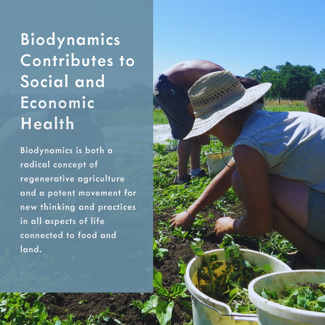 It's not just about vitality in... - Biodynamics New Zealand
