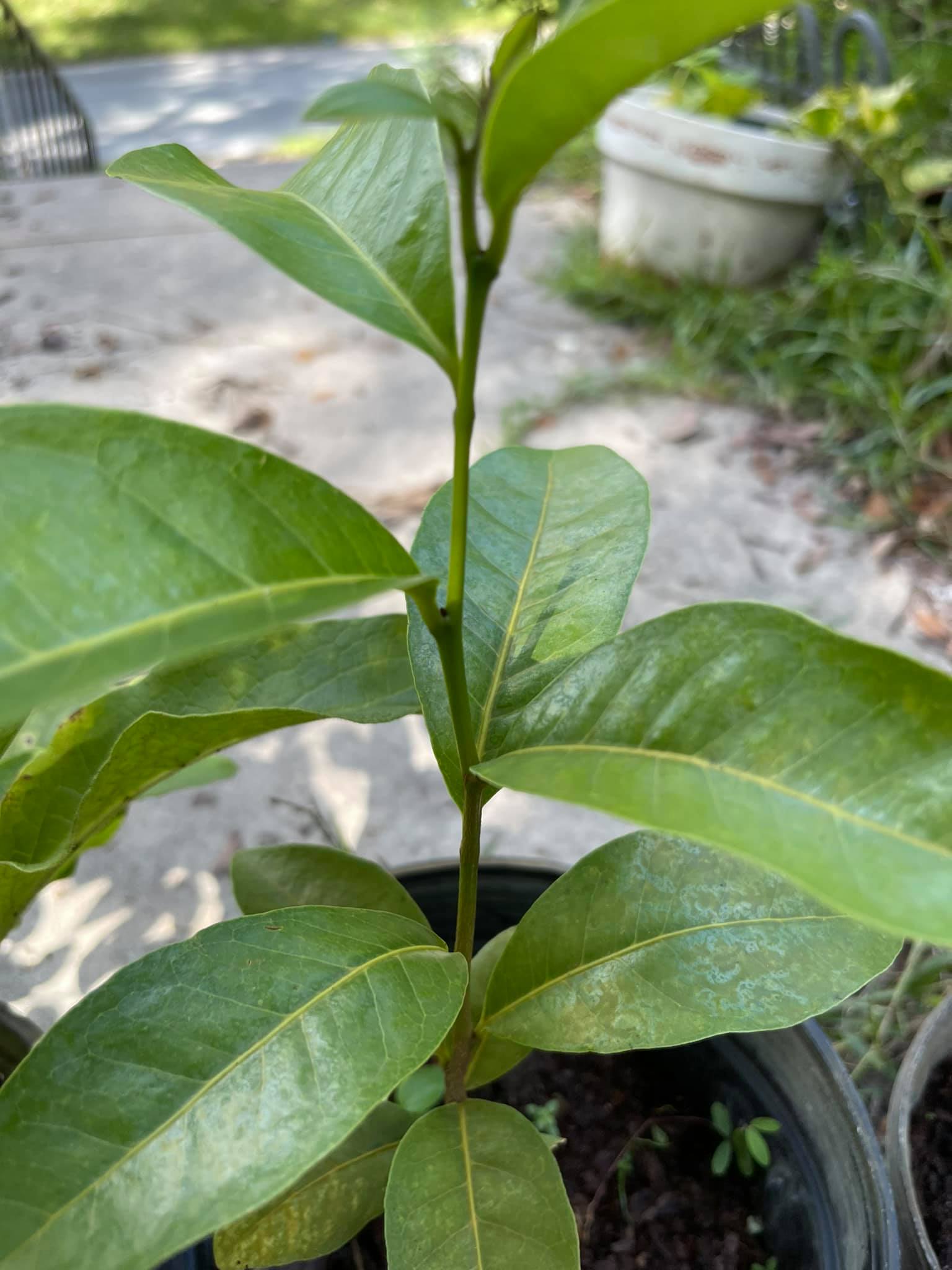 Orange berry plant with orange tasting berries in Florida