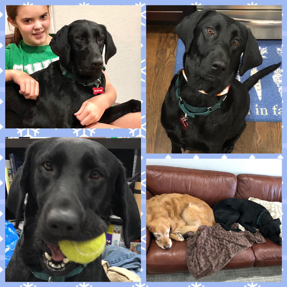 Meet Grace / Adair... - Mile High Labrador Retriever Mission | Facebook