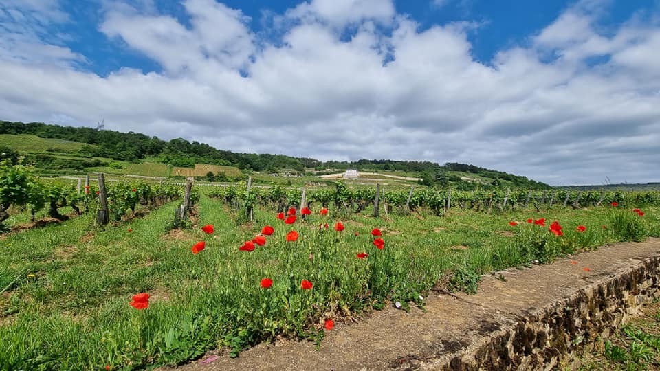 DOMAINE HENRI GOUGES