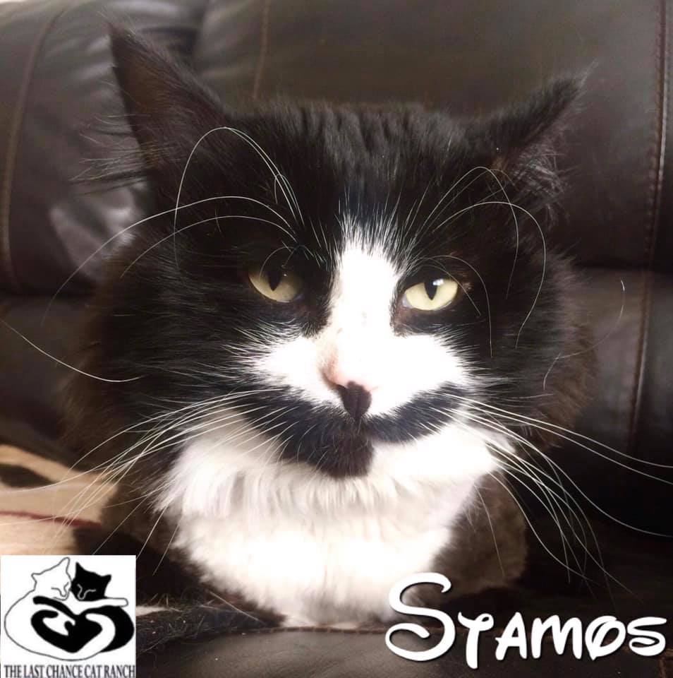 Stamos was a homeless... - Last Chance Cat Ranch Lethbridge | Facebook
