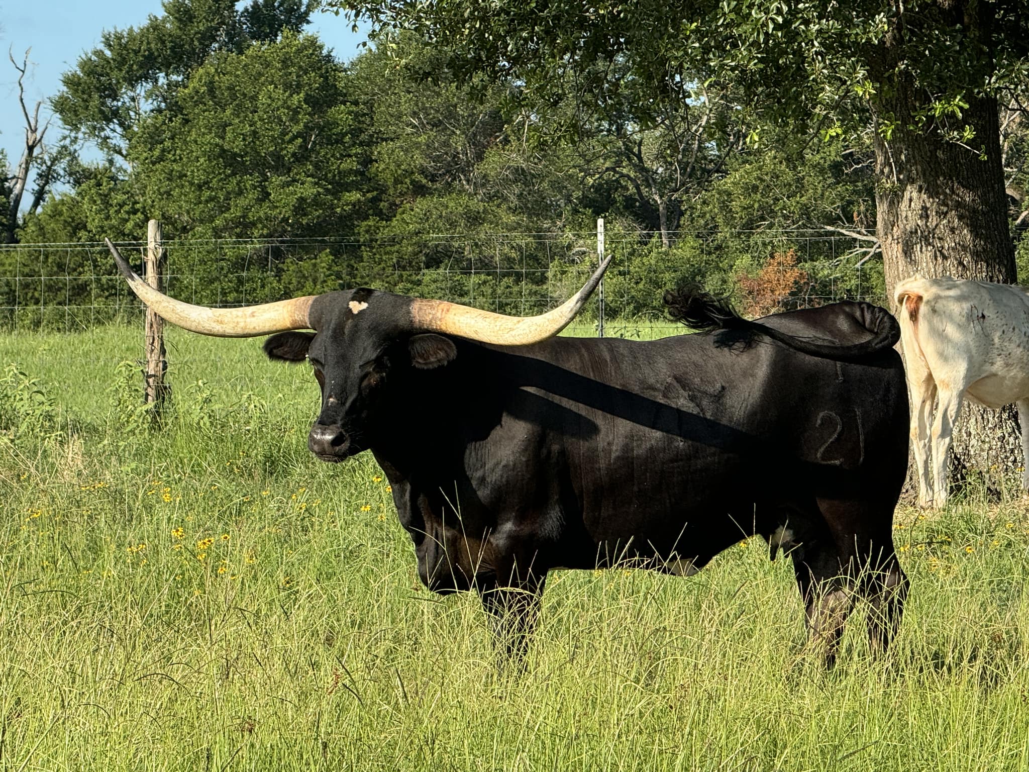 Comanche Rose Ranch | Groesbeck TX