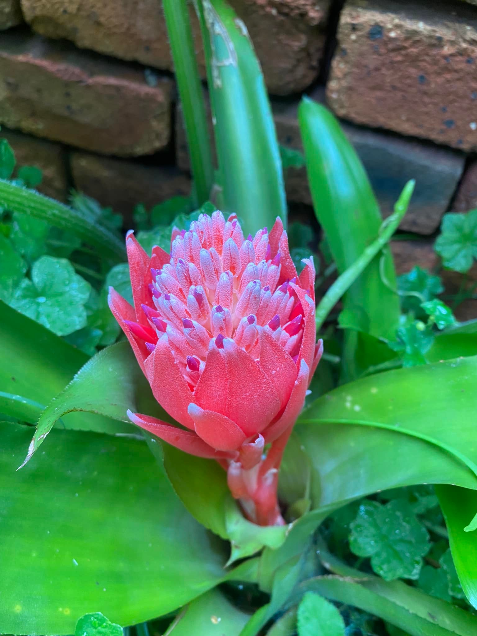 Billbergia 'Apocalypse' bromeliad from Queensland, Australia