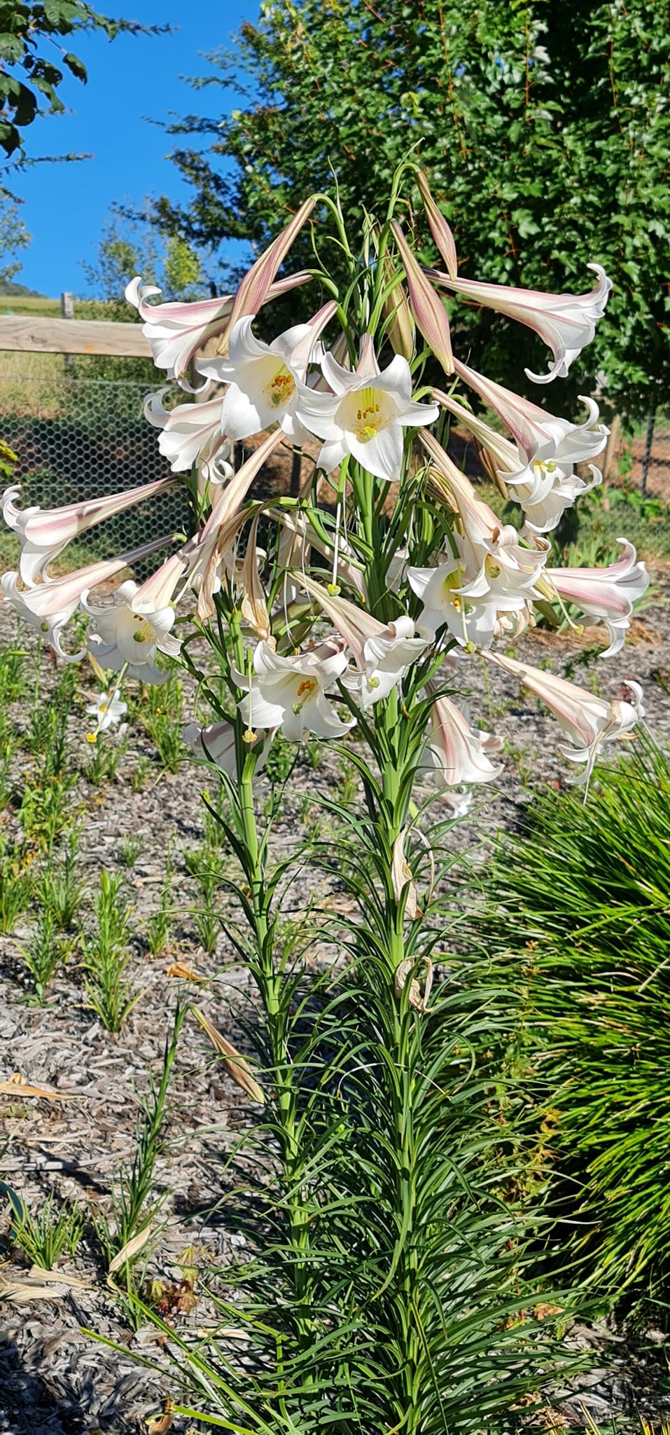 Could anyone ID these lilly types for me please?