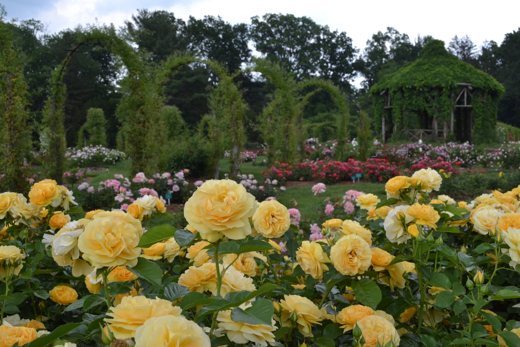Helen S Kaman Rose Garden... - Elizabeth Park, Hartford CT | Facebook