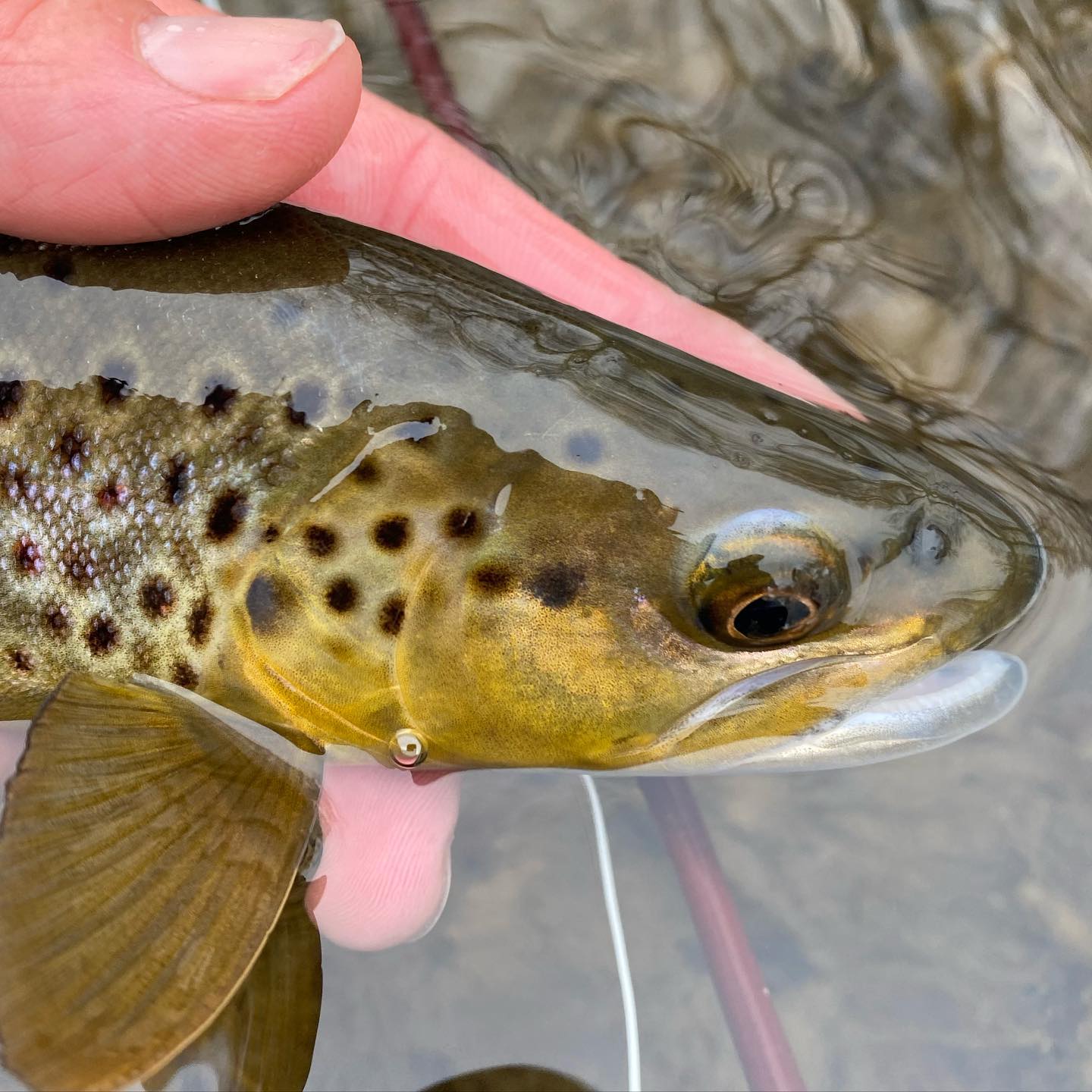 Found a few fish sipping... - Dakota Angler & Outfitter