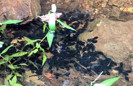 AmphibiaWeb - Species of the Week Rhinella marina | Cane Toad Photo ...