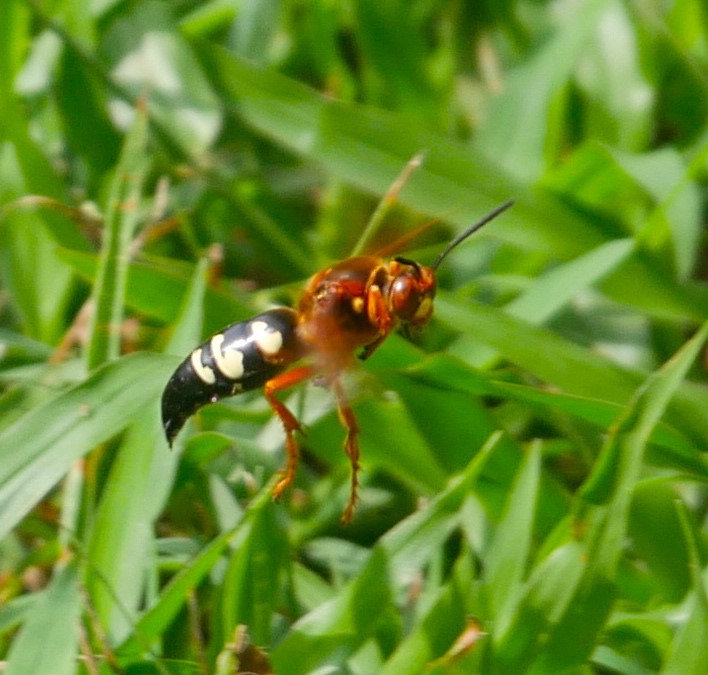 Virginia Museum of Natural History - The eastern cicada killer ...