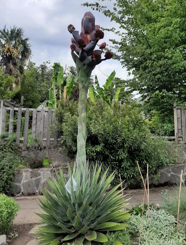 Agave Montana's rare death bloom at Reiman Gardens