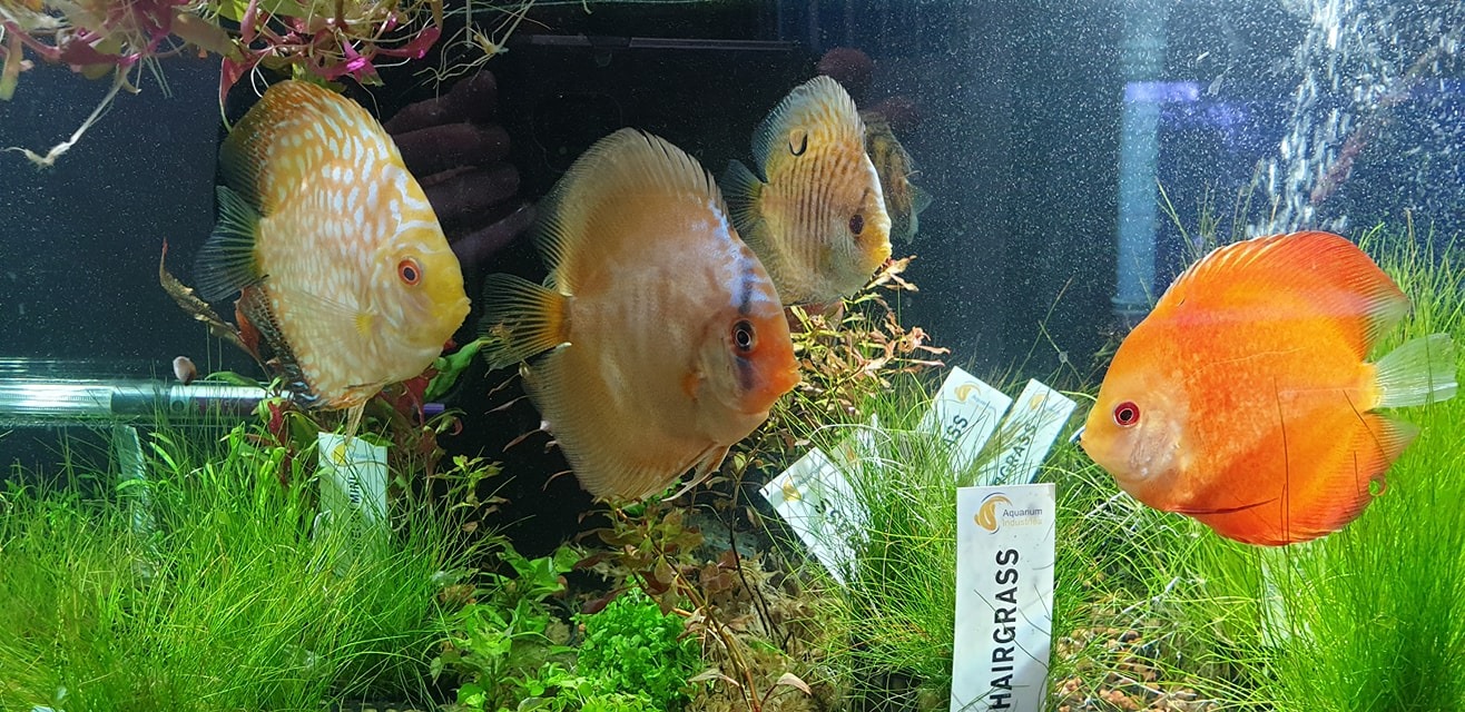 8.5cm Cinta Discus! 😍😍 $150ea... - Aqua Life Pet and Aquarium | Facebook