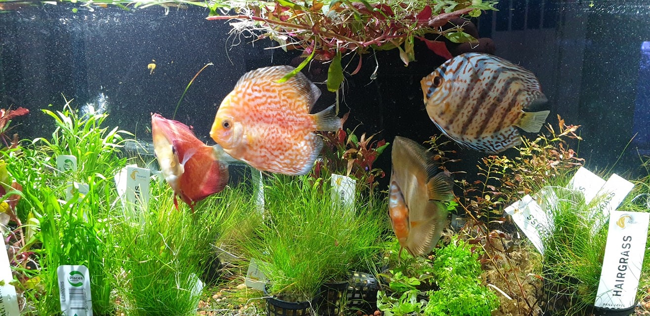 8.5cm Cinta Discus! 😍😍#N#$150ea... - Aqua Life Pet and Aquarium | Facebook