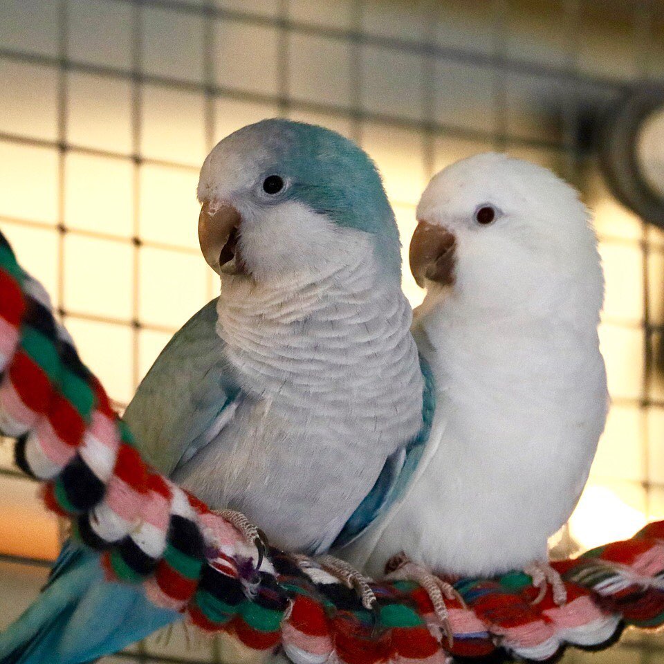 Quaker Parakeet Colors Quaker Parrot (Monk Parakeet) Facts, Diet,