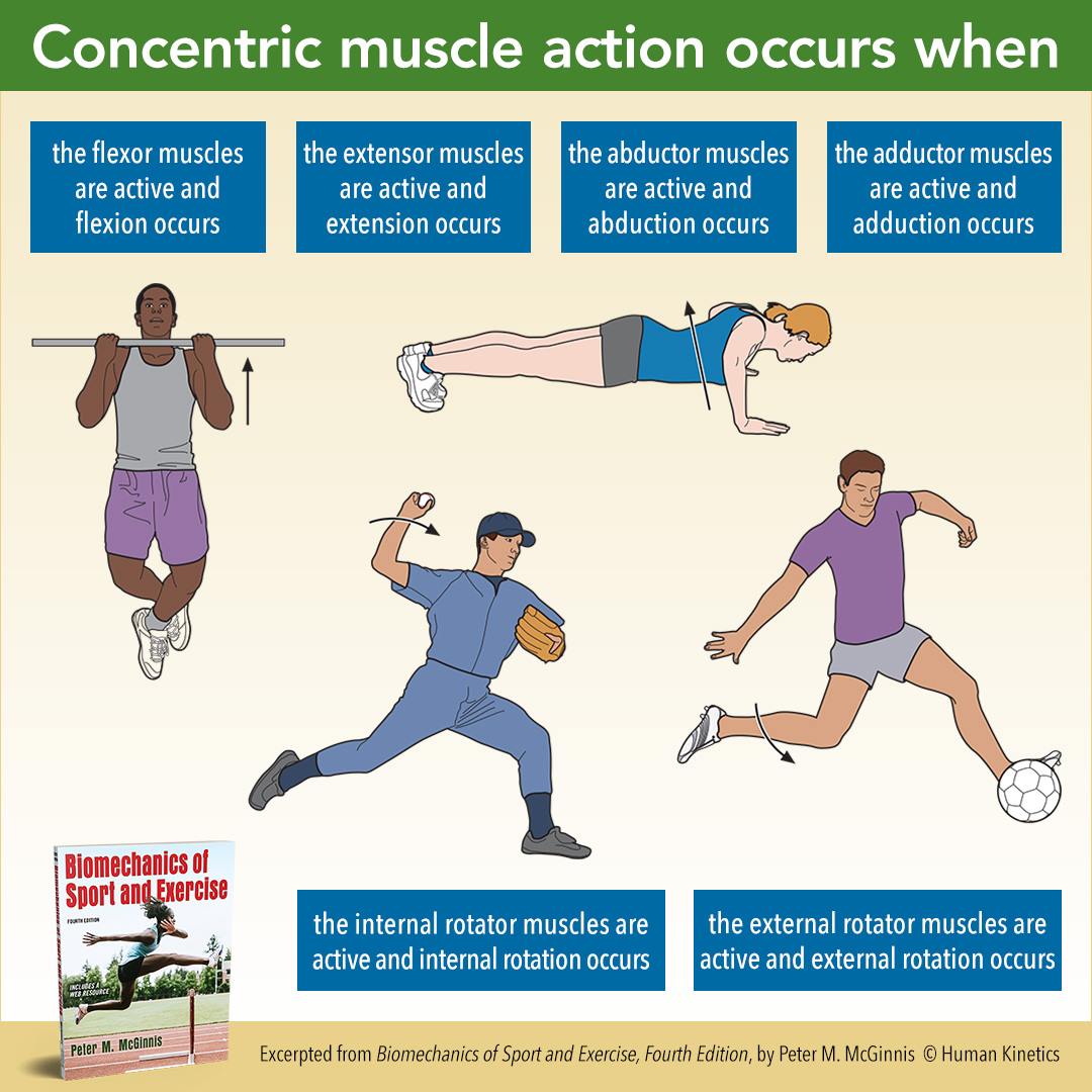 Human Kinetics - When a muscle is active and its...