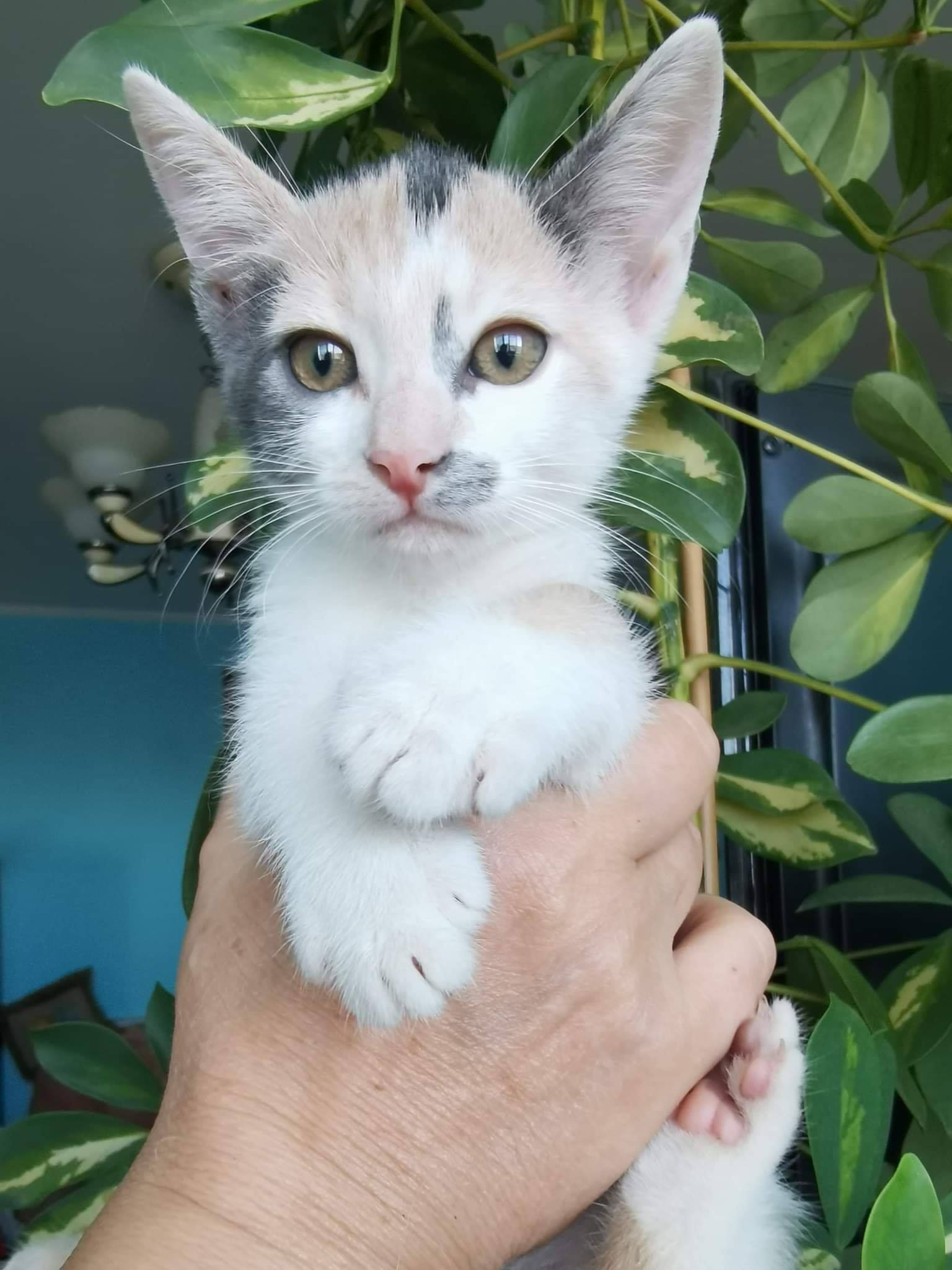Help Labus - In data de 04.07.ac.se aflau într-o pungă...