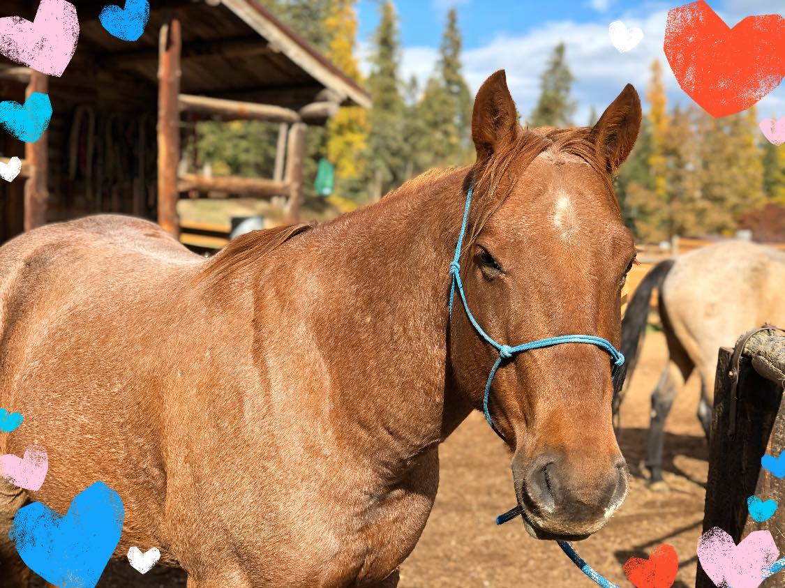 Three Bars Cattle and Guest Ranch - Happy valentines days!!! It’s a ...