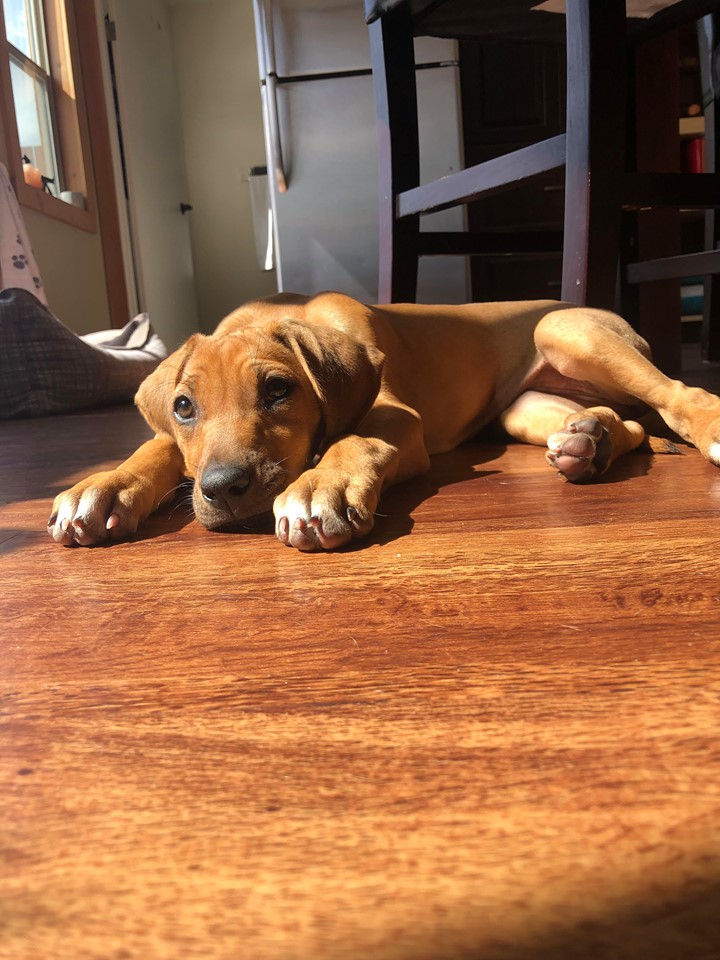 Of Course Rhodesian Ridgebacks | Vancouver BC