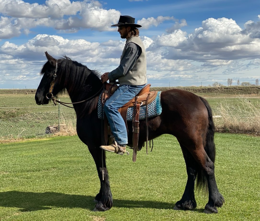 Billings - SB VALERIE – 2017 FBHR Black Mare x Wylster 463 x Rindert ...