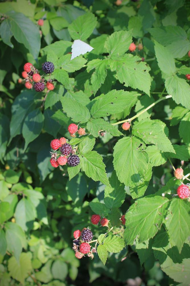 Black raspberry,... - Chestnut School of Herbal Medicine
