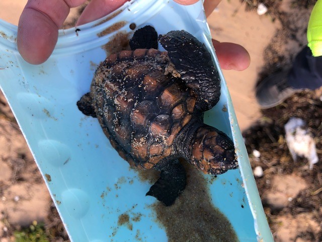 ABC South West - Meet Flappy- the rescued marine turtle 🐢😍...