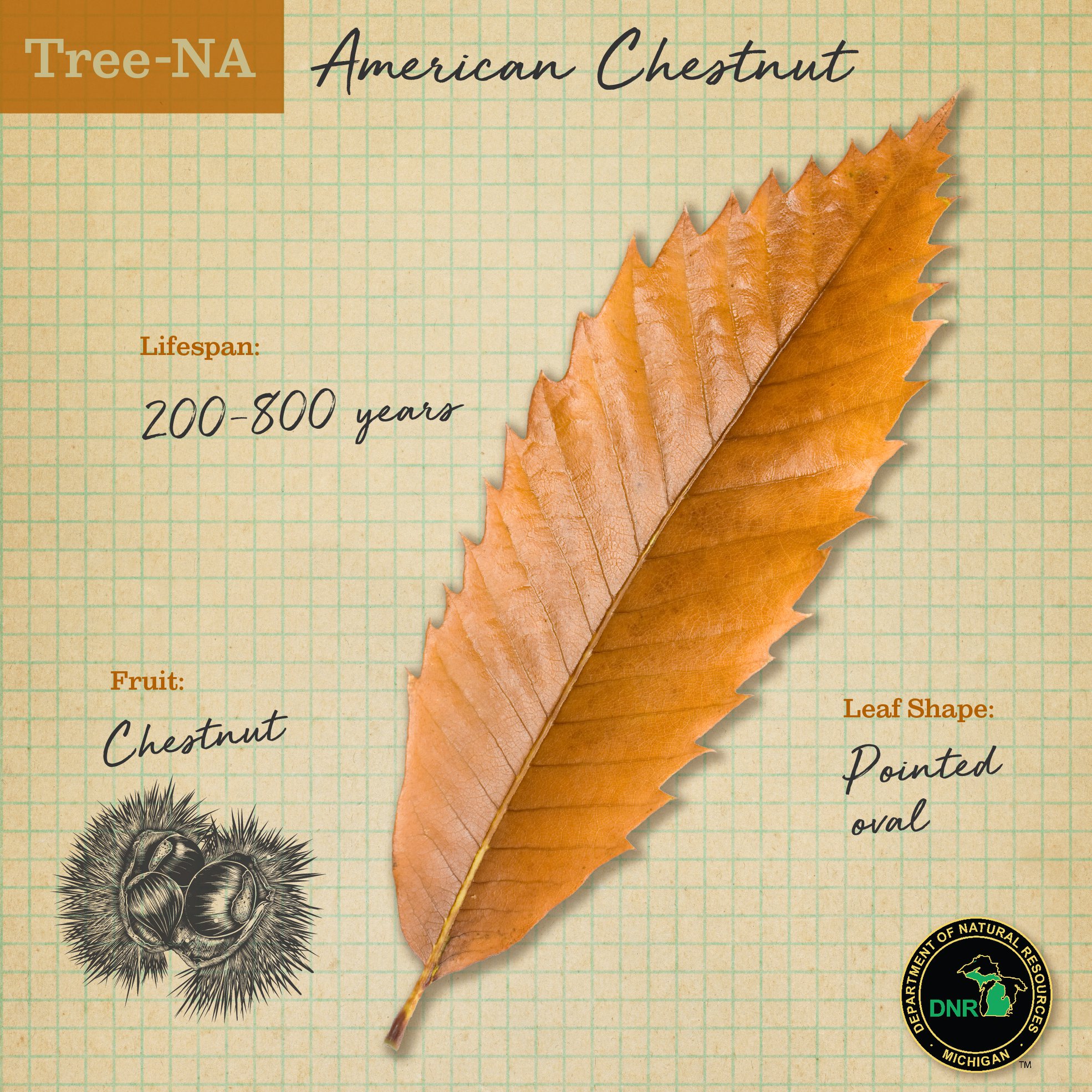 Michigan Department of Natural Resources - Did you know? The American ...