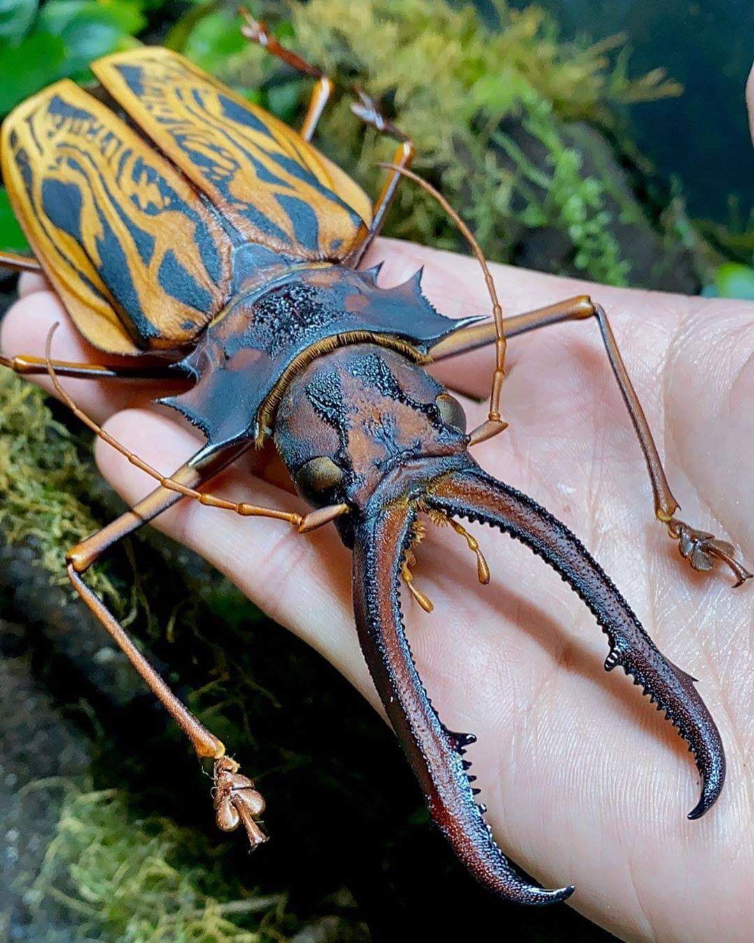 Sabertooth Longhorn Beetle (Macrodontia cervicornis), which can