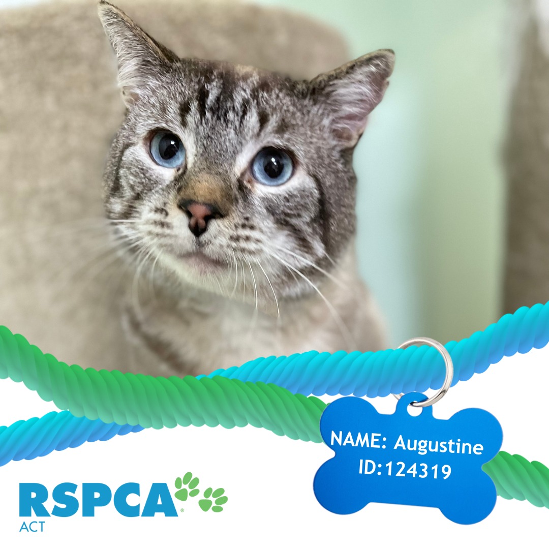 RSPCA ACT - 💚💙 Adoption Ready 💙💚 UPDATE: Augustine has... | Facebook