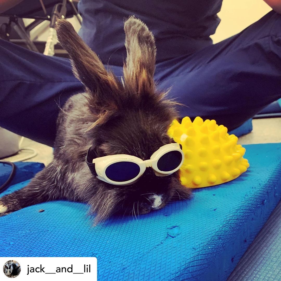 The Schwarzman Animal Medical Center - Happy Friday from Jack and AMC ...