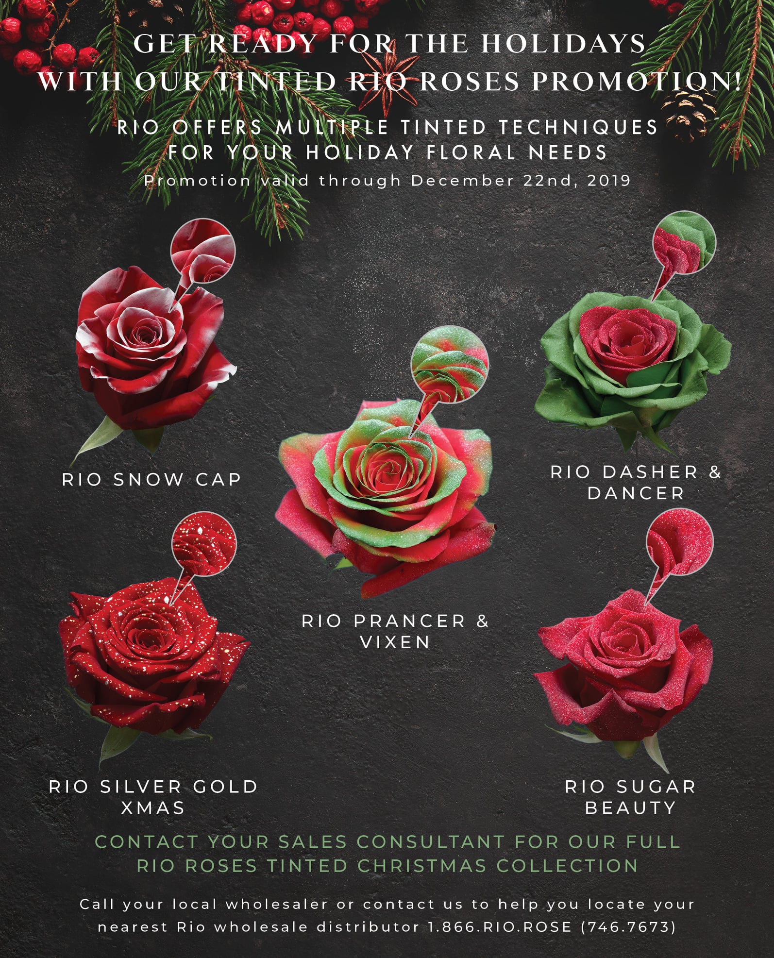Rio Roses - The Rio Roses Tinted Christmas Collection is...