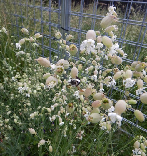 Sculpit (Silene inflata) proved... - Strictly Medicinal Seeds