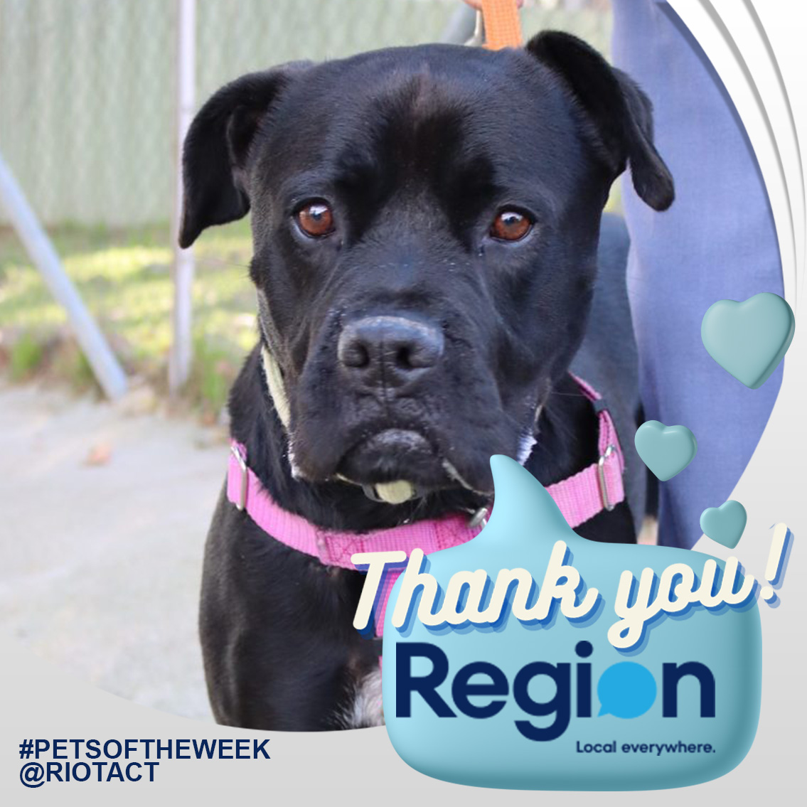 RSPCA ACT - 🙏💙 Thank you Region Media 💚🙏 Thank you to our... | Facebook