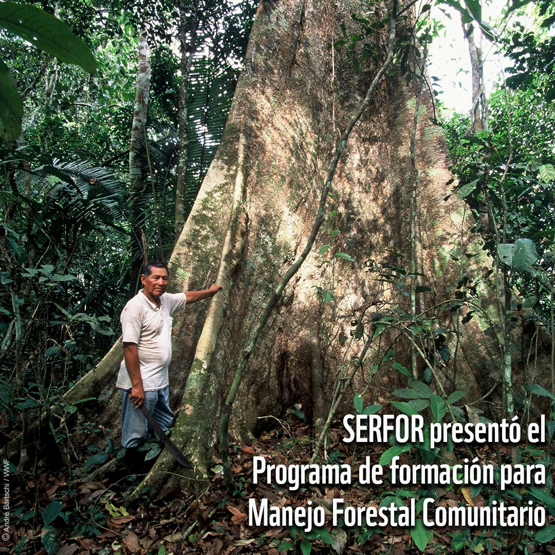 WWF - 🌳 Serfor presentó el Programa de formación para Manejo Forestal ...