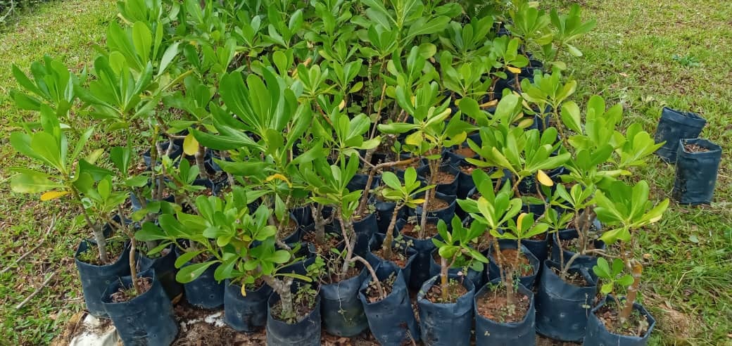 Pokok Merambong atau nama... - Majlis Perbandaran Manjung | Facebook