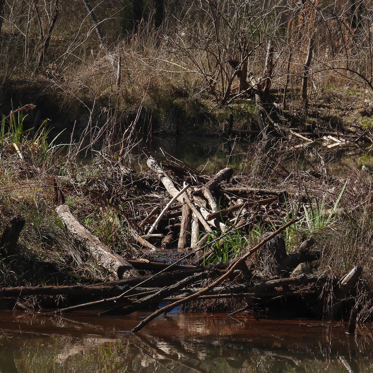 The ingenuity of beavers contribute to... - Ruffner Mountain