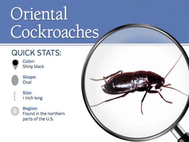 ORIENTAL COCKROACH The Oriental Cockroach, Blatta orientalis, also ...