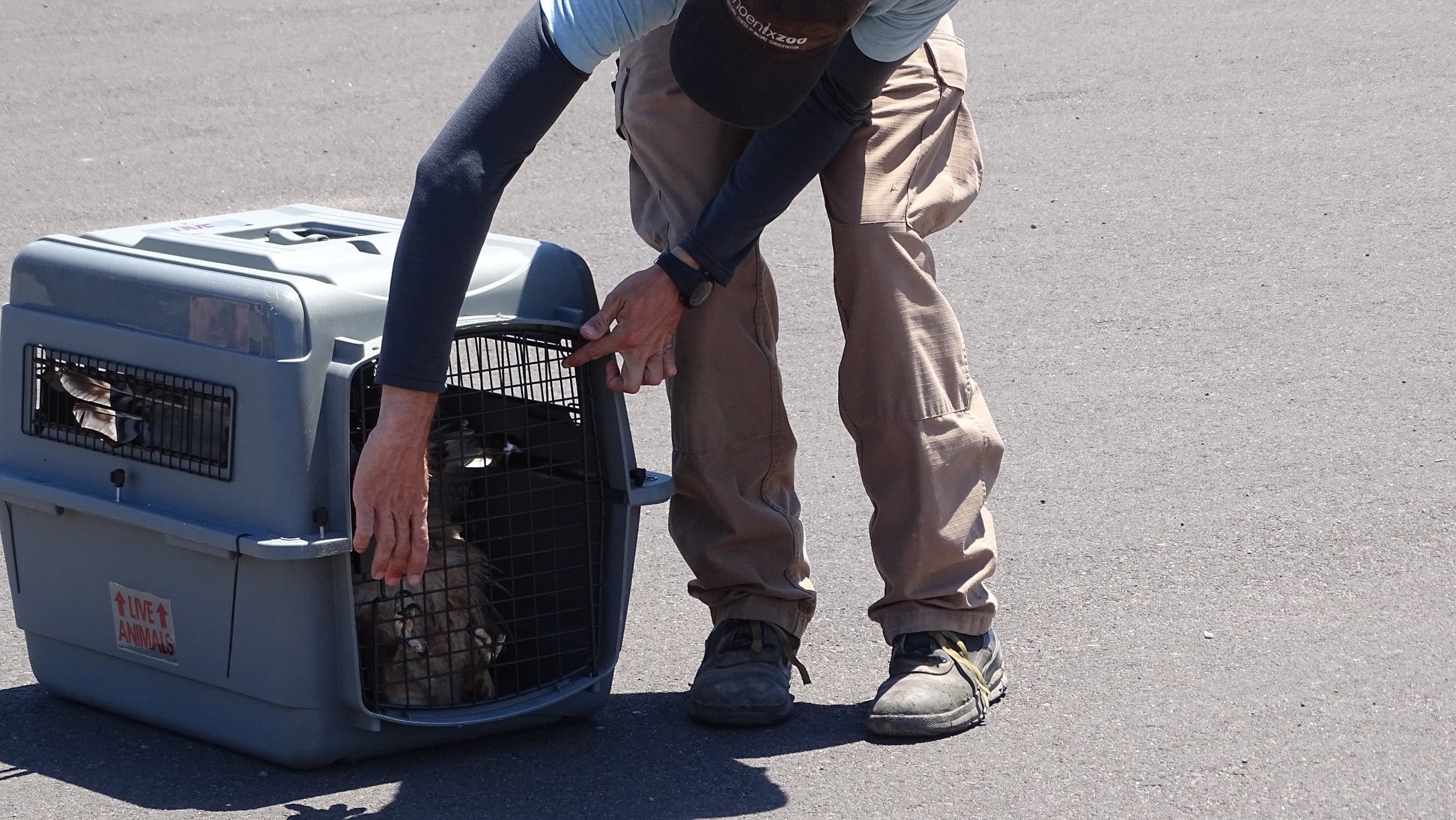 Phoenix Zoo - Last week, park rangers received a phone...