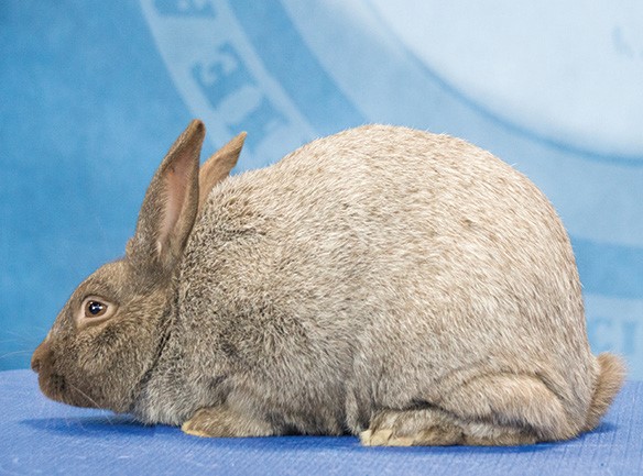 Spirit of the Mountain Rabbits | Saint Johns AZ