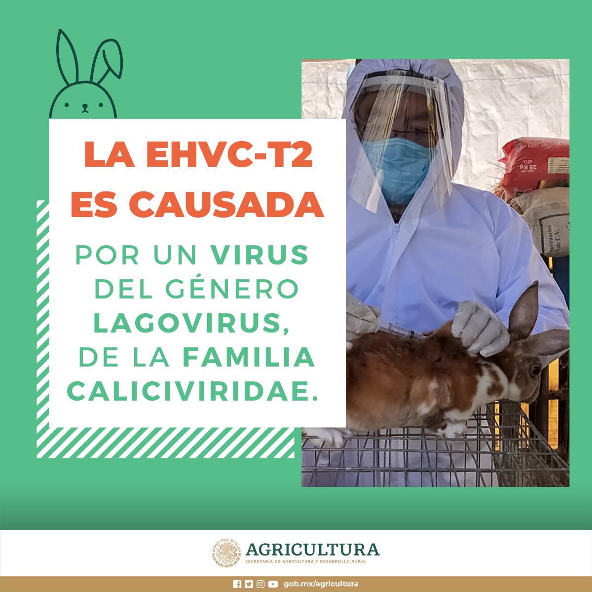 AgriculturaMex - La EHVC-T2 se caracteriza por provocar la... | Facebook