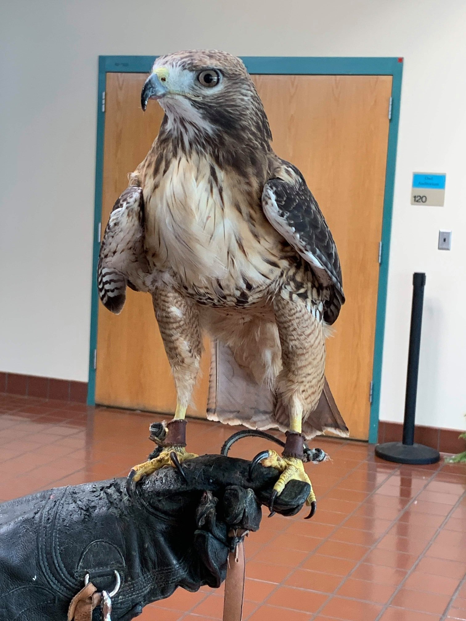 Meet Scout, the newest educational... - The Raptor Center | Facebook