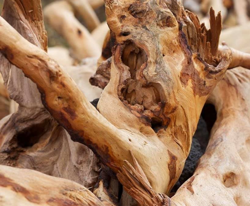 doTERRA - Did you know that Hawaiian sandalwood trees grow between
